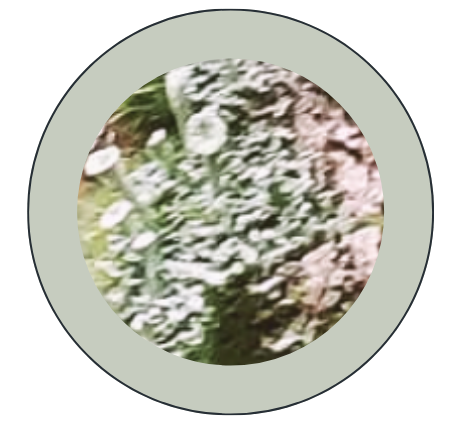 Moss